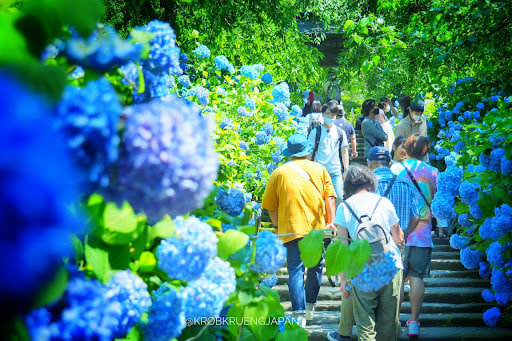 ทุ่งดอกไฮเดรนเยียสุดตระการตา! “Gaojia Hydrangea Garden” ใหญ่ที่สุดในไต้หวันกว่า 8,000 ตารางวา เปิดให้เข้าชมแล้ว