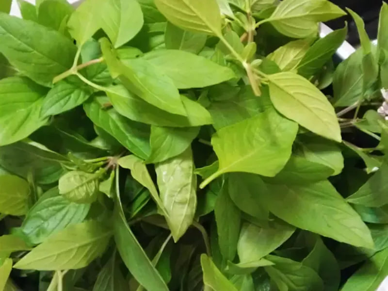 เคล็ดลับประหยัดเวลาสำหรับคนฉลาดทำครัว! ทำ “ซอสโหระพาแช่แข็ง (Pesto Cubes)” ง่ายๆ ใน 3 ขั้นตอน มีติดตู้เย็นไว้ แค่ละลายก็รังสรรค์เมนูอร่อยได้ทันที